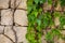 texture of green leaves and walls, the contrast of nature and man-made