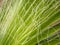 Texture of green palm leaf