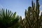 Texture green prickly cacti close up against the sky, background