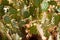 The texture of a green prickly natural Mexican hot fresh strong beautiful desert cactus with thorns and sand. The background