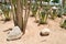 The texture of a green prickly natural Mexican hot fresh strong beautiful desert cactus with thorns and sand. The background