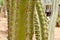The texture of a green prickly natural Mexican hot fresh strong beautiful desert cactus with thorns and sand. The background