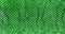 Texture of green snake skin for background. Natural reptile skin