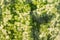 Texture of green and yellow peel of watermelon closeup