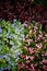 Texture of groundcover plants and flowers. Blue pink green leaves