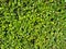 Texture of a hedge of smoothly trimmed boxwood bush