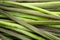 Texture of horizontal green stalks of bracken