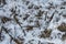 The texture of icy snow in the forest on the road, small branches and patches of earth, ice chips,