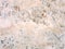 Texture of indian marble