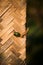 Texture interweaving of palm and banana leaves on tropical beach umbrellas and mats.