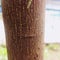 texture of Ketapang tree bark