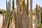 Texture of large tall green long Mexican prickly sharp fresh cacti with thorns in the desert. The background