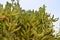 Texture of large tall long green Mexican prickly sharp fresh cacti with thorns against the blue sky. The background