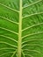 The texture of large taro leaves is great for the background