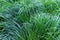 Texture of lavish healthy grass.