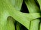 Texture  on leaves of Elkhorn Fern , Platycerium coronarium
