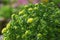 The texture of the leaves and flowers Rhodiola rosea