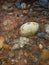 Texture of leaves, soil and rocks in Kalimantan