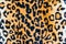 The texture of leopard leather