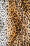 Texture of leopard leather