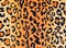 Texture of leopard leather fabric