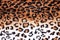Texture of leopard tiger fur skin background