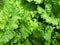 Texture of Lettuce Lactuca sativa leaves close-up