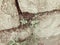Texture - loosened concrete wall with green leaves on the street. Close up shot
