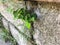 Texture -loosened concrete wall with green leaves on the street. Close up shot