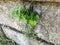 Texture -loosened concrete wall with green leaves on the street. Close up shot