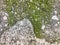 The texture of a loosened concrete wall with moss. Close up shot