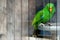 Texture , lovely male Eclectus parrot on old wood .