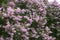 Texture Lush bush of lilac. A lot of inflorescences on a background of green foliage