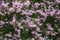 Texture Lush bush of lilac. A lot of inflorescences on a background of green foliage