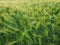 Texture of lush green ears of barley on agricultural field