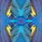 Texture made from blue and gold macaw feathers