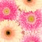 Texture made of pink and beige gerbera flowers.