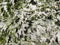 The texture of many covered snow branches of green coniferous tr