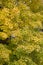 Texture of maple leaves on the tree. Lots of yellow leaves.