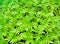 Texture of marigold seedling leaf in seedling basket