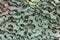 Texture military camouflage nets or green leaf camouflage for background