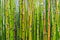 Texture of mini bamboo shoot. Texture of nature