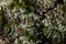 Texture moss lichen