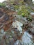 texture of mossy pine bark