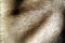 Texture natural fluffy fur wild animal mink