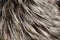 texture natural fluffy long wild animal fur