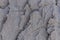 Texture of natural gray stone with fossils. 
