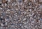 The texture of natural stone, different pebbles
