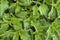 Texture nettle plant `Urtca` young green nettle background