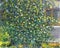 Texture oil painting on canvas Green flowering bush of jasmine near the house